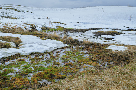 Swampland place with rotten reeds in winterの写真素材