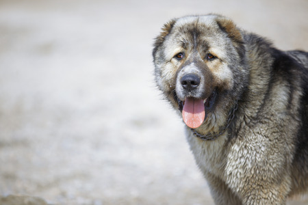 Central Asian Shepherd Dogの写真素材