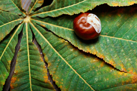 Chestnuts on the leaf. Close-upの写真素材