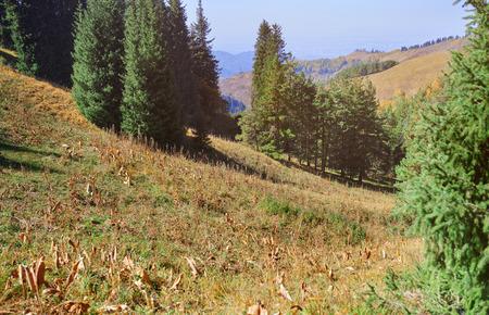 Pine woods in mountain forestの写真素材