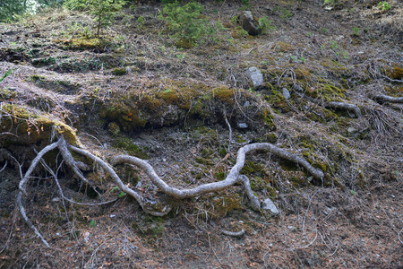 Roots of the old tree in deep forestの写真素材