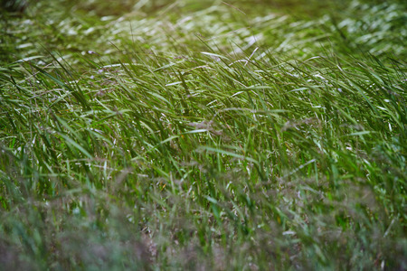 Pattern of the field grassの写真素材