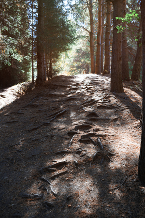 Mountain forest with pine treesの写真素材