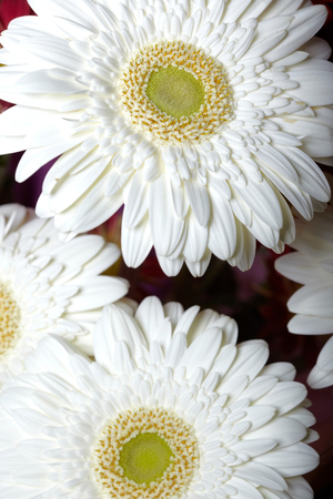 Chrysanthemum. Macro photo of the white flowerの写真素材