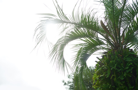Palm trees against the sunny skyの写真素材