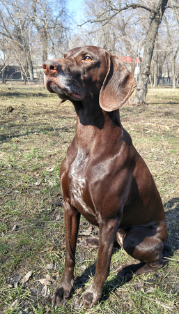 German pointer sitting in the natural parklandの写真素材