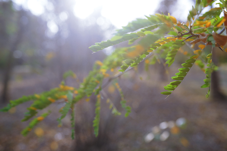 Green leaves in autumn forestの写真素材