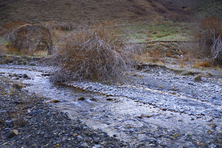 Dried trees at rocky placeの写真素材