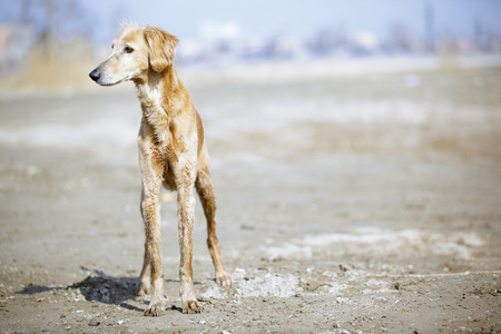 Tazy - Kazakh greyhound dogの写真素材