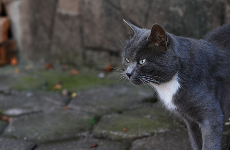 Domestic cat outdoors in the cityの写真素材