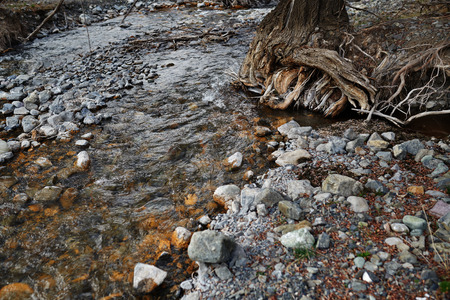 River bed with rocky stones and old tree. Kent, England