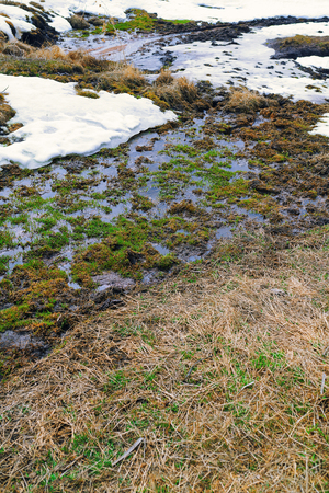 Swampland place with spots of snowの写真素材