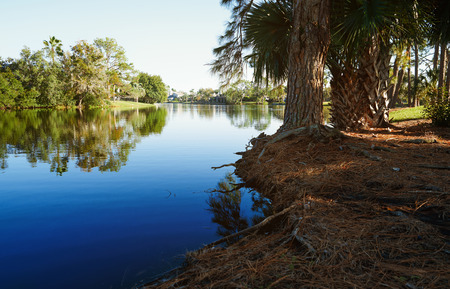 Palm trees growing next to the lake in Florida, USAの写真素材