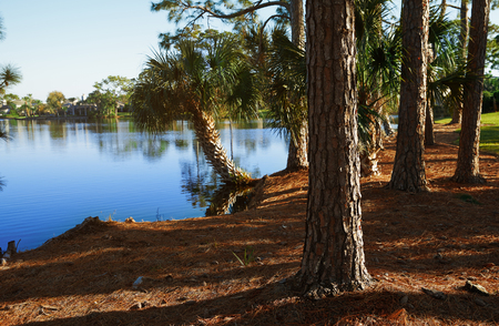 Palm trees growing next to the lake in Florida, USAの写真素材