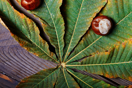 Chestnuts on the leaf. Close-upの写真素材