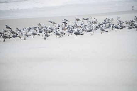 Flock of seagulls at the ocean beachの写真素材