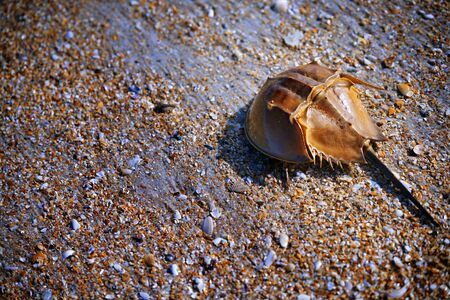 Horseshoe Crab on the coast covered by seashellsの写真素材