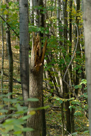 Picture of the broken tree in an autumn wood