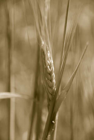 Photography of the ear rising on fieldの写真素材