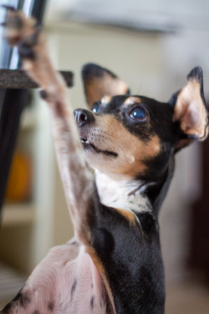 A black and white female fox terrier dog with brown details indoors on a cream floorの写真素材