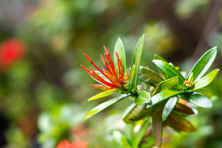 Close up of a red flower with green leaves in the background.