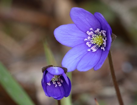 Hepatica nobilis in the early springの写真素材