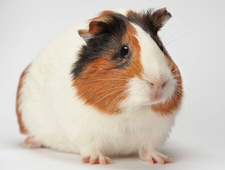 Young guinea pig on white backgroundの写真素材