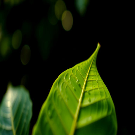 Close up of green leaf with blur bokeh background, Thailand.の写真素材