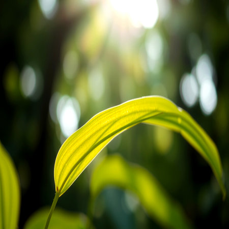 Close up of green leaf with bokeh background and sunlight.の写真素材