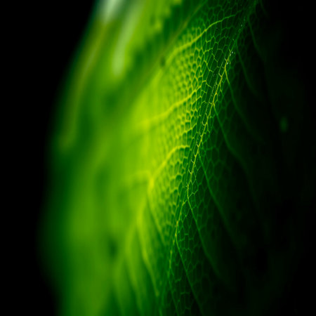 Green leaf macro close up. Abstract nature background. Selective focus.の写真素材