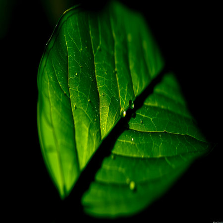 Green leaf with water drops on black background. Close up view.の写真素材