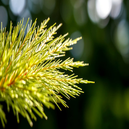 Green spruce branch with needles on a blurred background close-upの写真素材