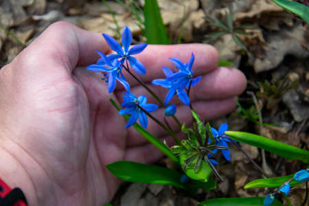 A bouquet of spring flowers in your hand