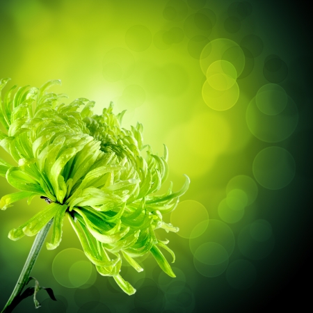 green flowerの写真素材