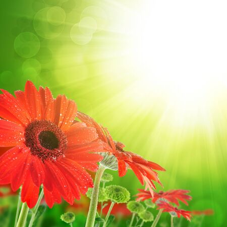 red flower designの写真素材