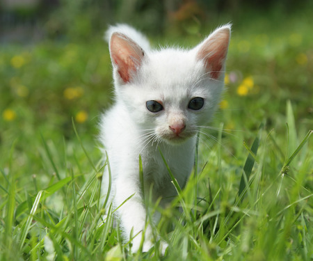 kitten in green grassの写真素材