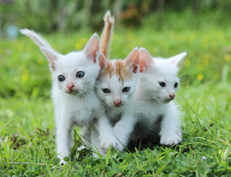 kitten in green grassの写真素材