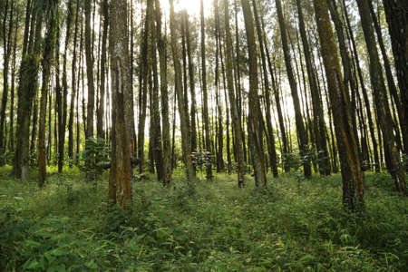 trees background