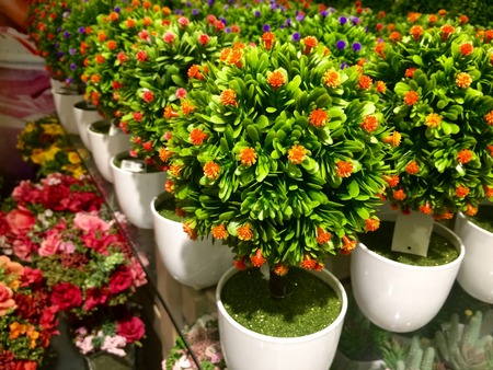 nature backgroundの写真素材