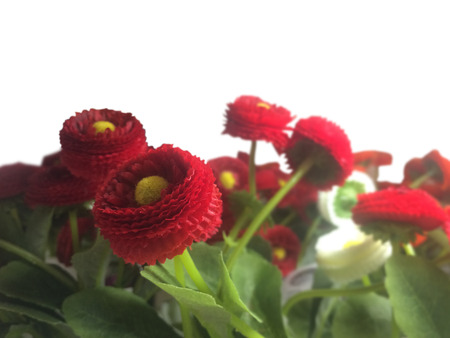 beautiful flowers isolated on whiteの写真素材