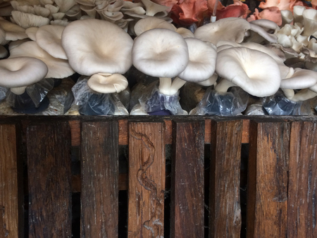 natural mushroomsの写真素材