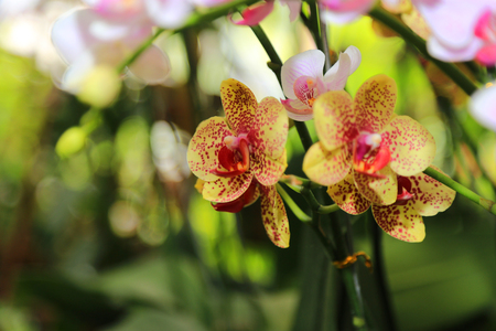 Orchid flowerの写真素材