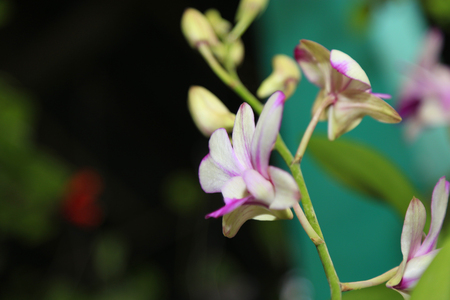 Orchid flower