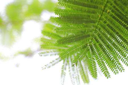 abstract green leafの写真素材