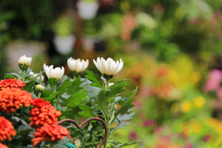 beautiful flower blossom background