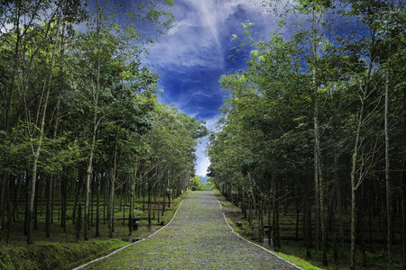 nature background template with a path