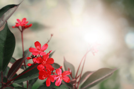 Red Ixora flower with bokeh light background, Copy spaceの写真素材