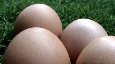 eggs in the grass nature farm fresh