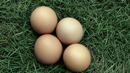 eggs in the grass nature farm fresh