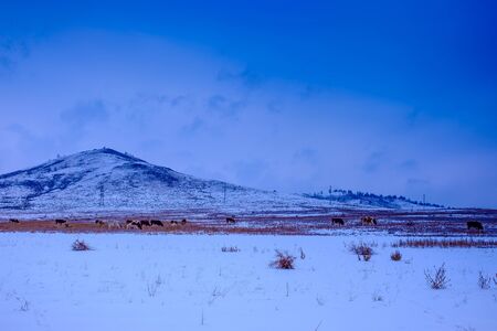 View of snow-covered mountains, grazing cow in the backgroundの写真素材
